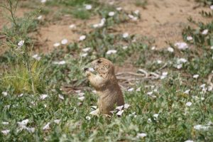 Rocky Mountain Arsenal wildlife
