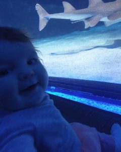Our Top Things To Do In Cincinnati With A Baby : Newport Aquarium 
