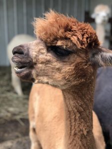 Alpaca Farm in Cincinnati, OH