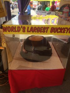 World's Largest Buckeye