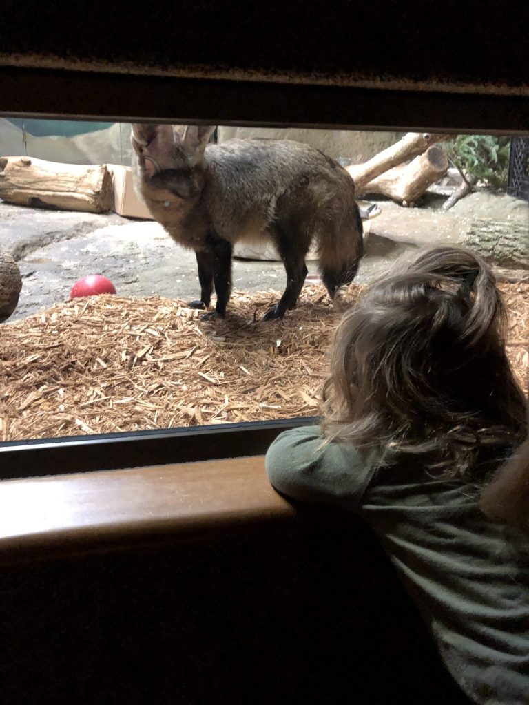 Discovery Zoo at Boonshoft 