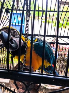 Animal Encounters in Destin Florida