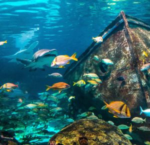 Things To Do IN Gatlinburg With Small Kids: Ripley's Aquarium 