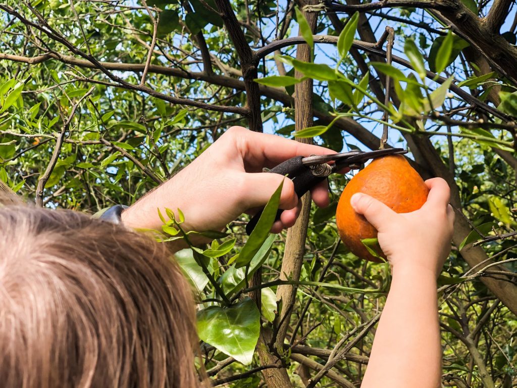 Orange Picking In Florida