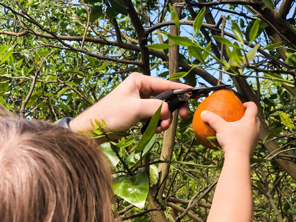 Orange Picking In Florida