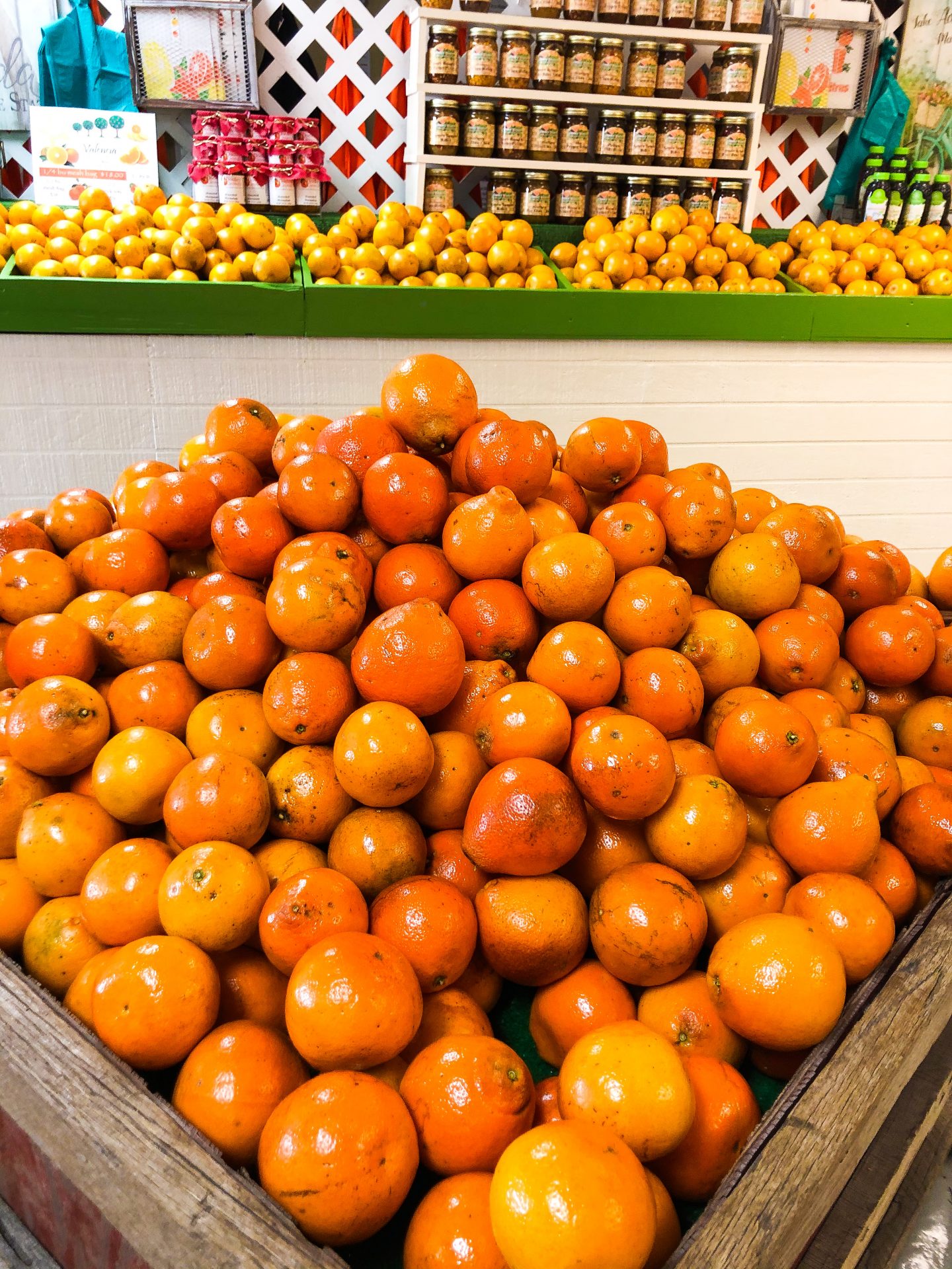 How To Pick Your Own Delicious Oranges In Florida • Consistently Curious