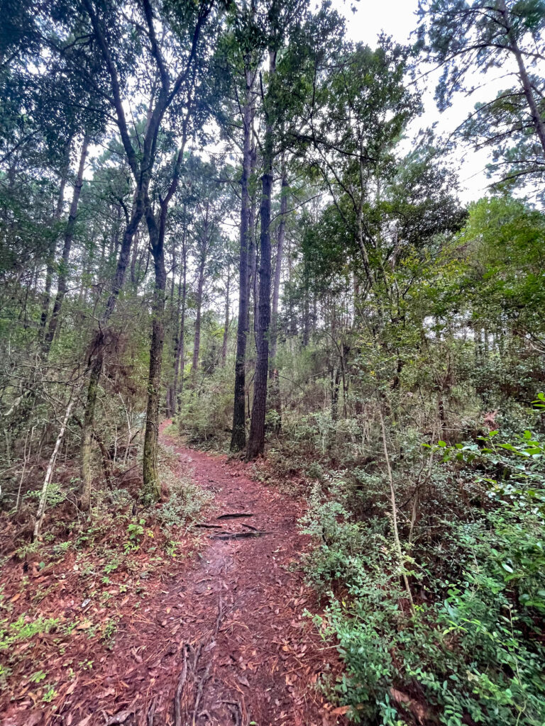 The Best Hiking Trails Near Myrtle Beach South Carolina
