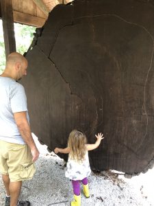 Redwood Slice In Cincinnati OH