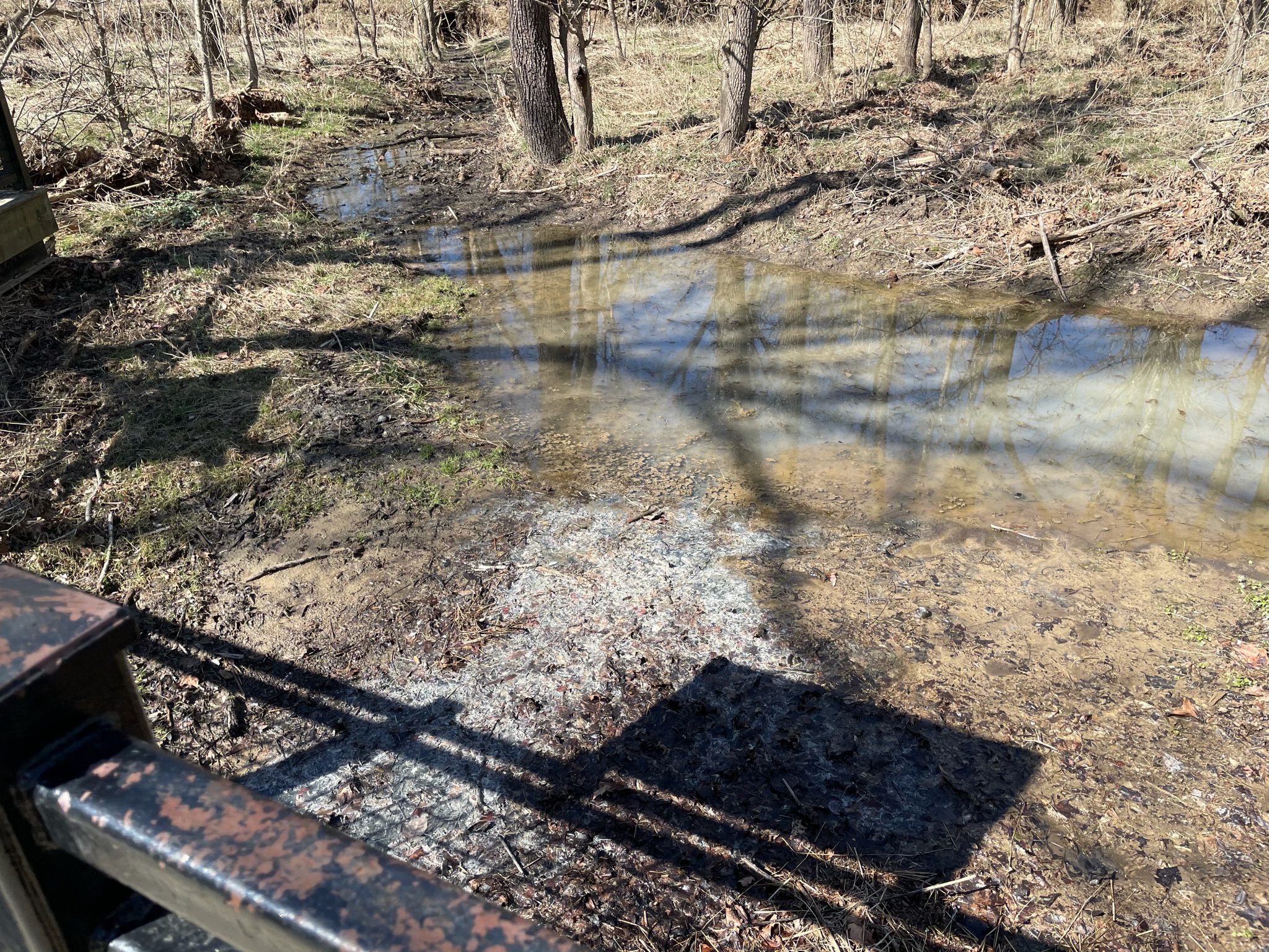 See Bison At Big Bone Lick State Park In Kentucky • Consistently Curious