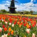 Things to do in Holland During The Tulip Time Festival