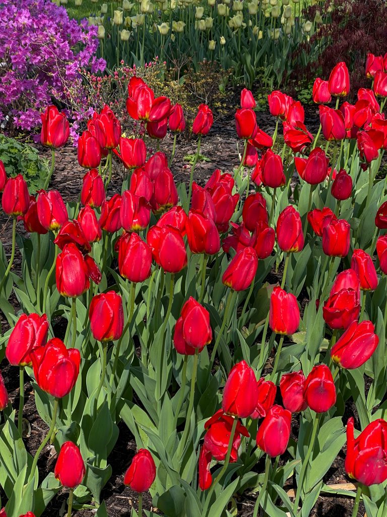 Tulips in Holland Michigan 