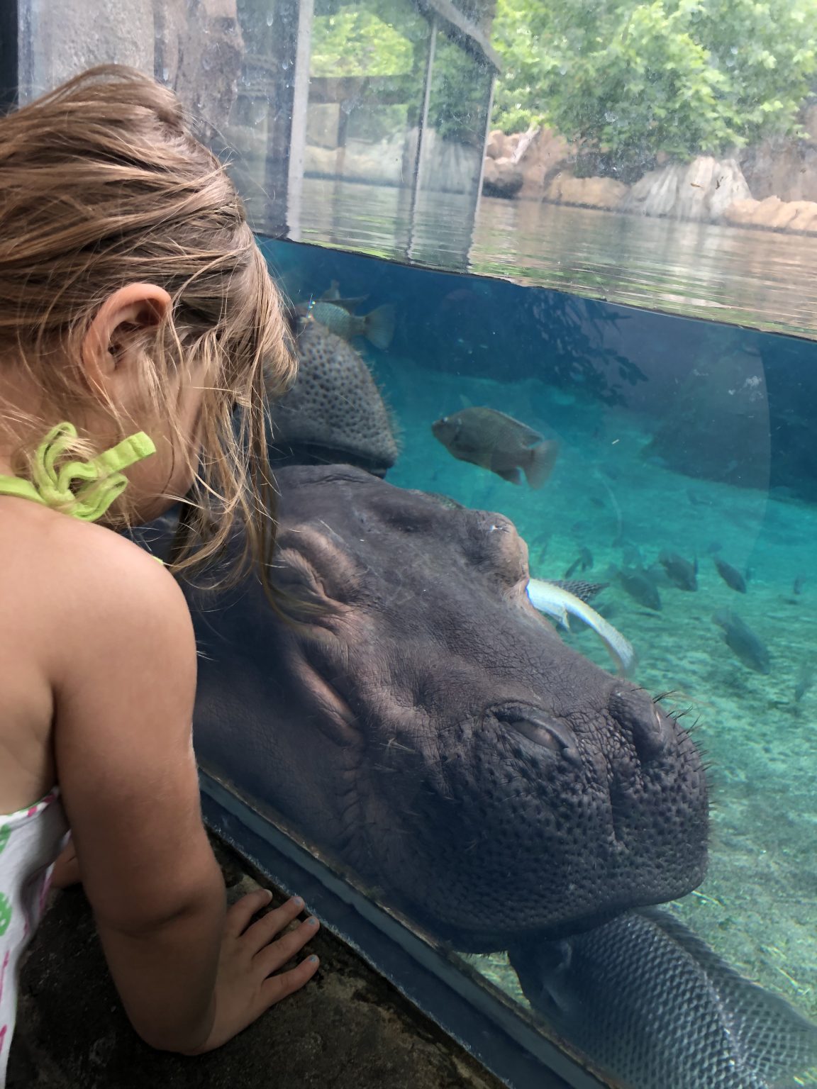 35 Fun Things To Do In Cincinnati Ohio With Kids