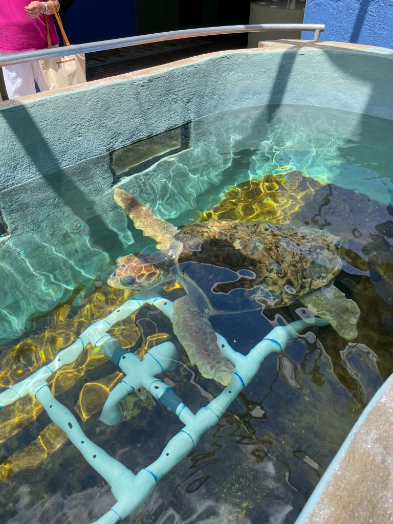 Mote Marine: Sea turtles in Sarasota
