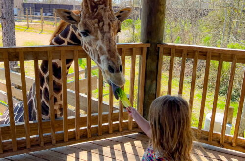 hidden gems in gulf shores and orange beach