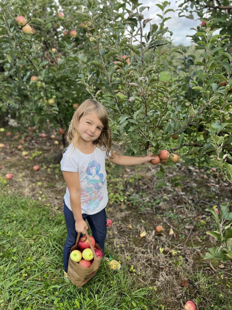 Getting a half of peck of apples at Apple Hill Orchards 