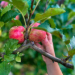 U PICK APPLE NEAR CINCINNATI