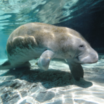The best place to swim with manatees in florida