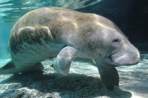 The best place to swim with manatees in florida