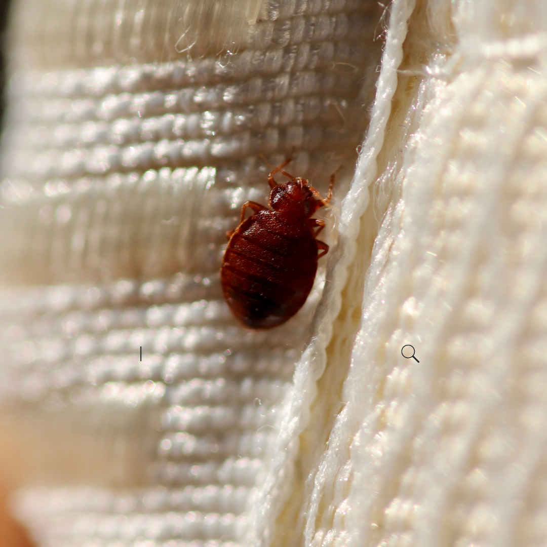 What To Do If Your Hotel Has Bed Bugs And How Not To Bring Them Home