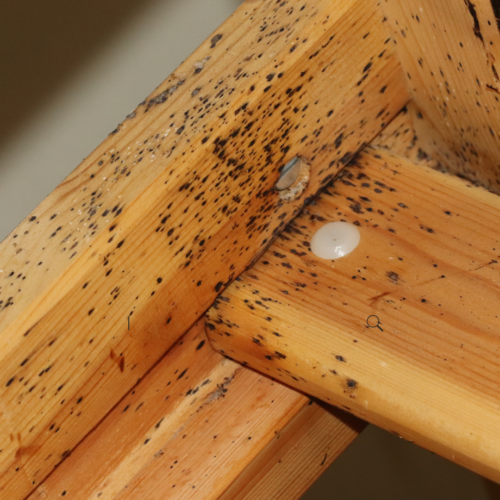 What To Do If Your Hotel Has Bed Bugs And How Not To Bring Them Home