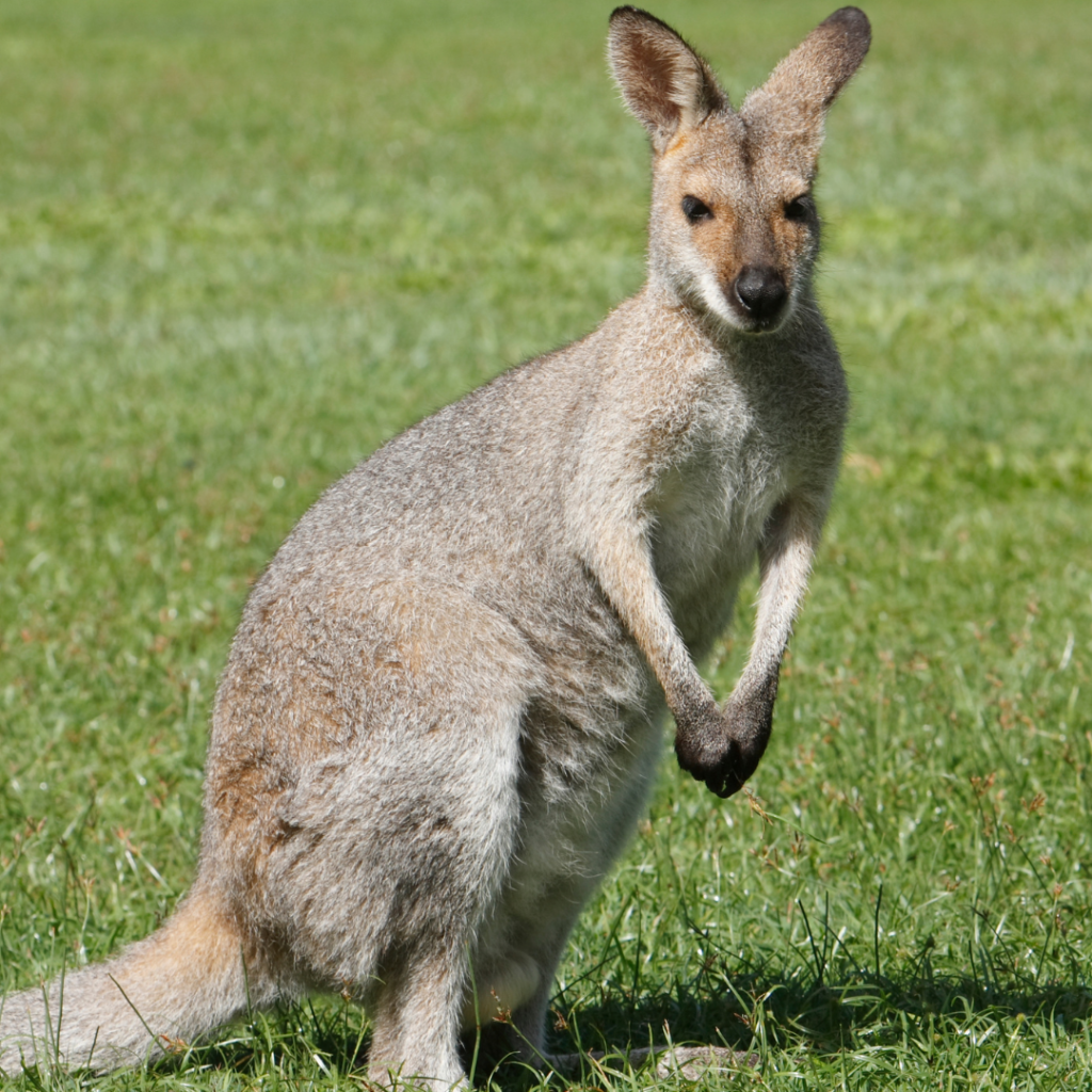 Top Spots To See Animals In Cincinnati