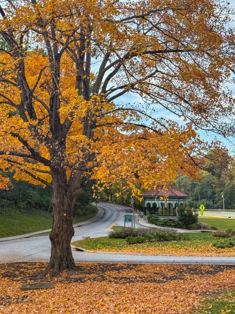 Eden Park in the fall