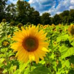 2024 Guide To Fall Activities in Cincinnati