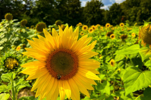 2024 Guide To Fall Activities in Cincinnati