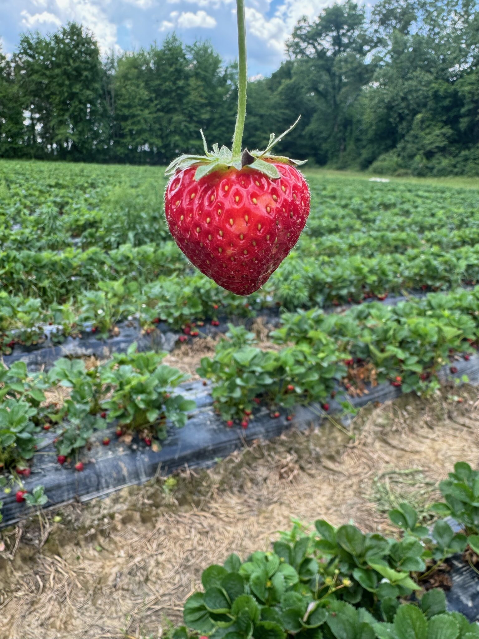 U-Pick Strawberry Farms Near Cincinnati: The Ultimate 2026 Guide