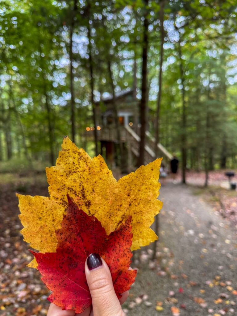 Fall is a peak season for the treehouses; book early!