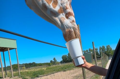 drive thru safari in Ohio
