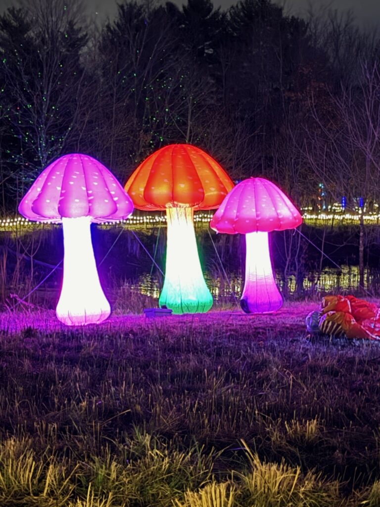 Light in the Forest Mushrooms 