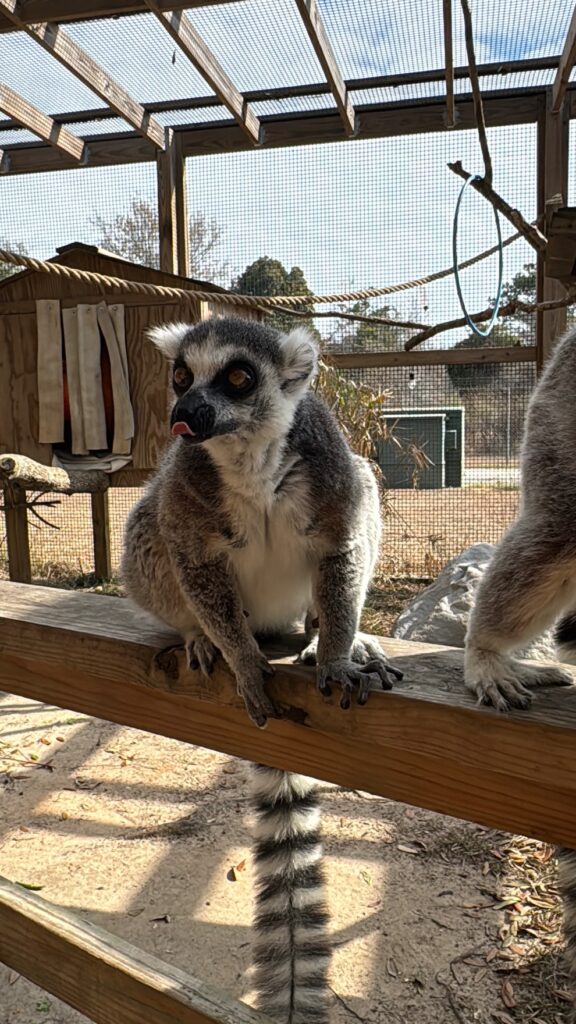 review of the lemur experience at Alabama's Gulf Coast Zoo