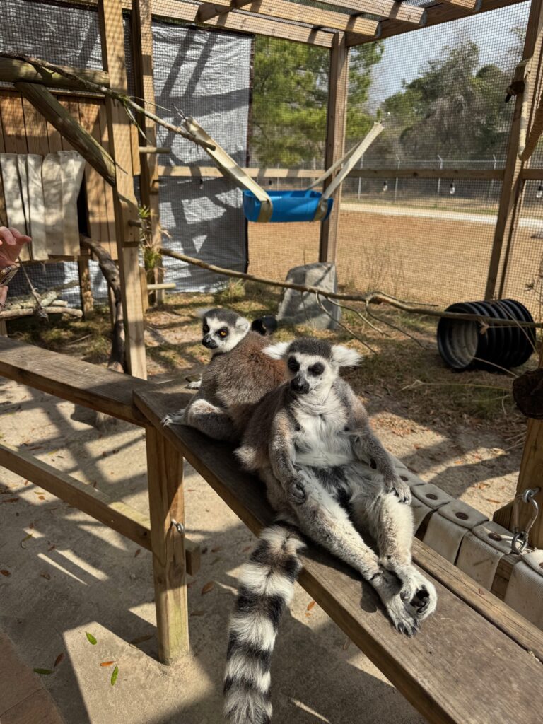 
The Lemur Experience lets you get up close with Lemurs 