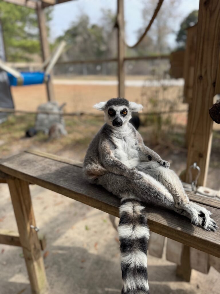 Get up close with lemurs at the Alabama Gulf Coast Zoo