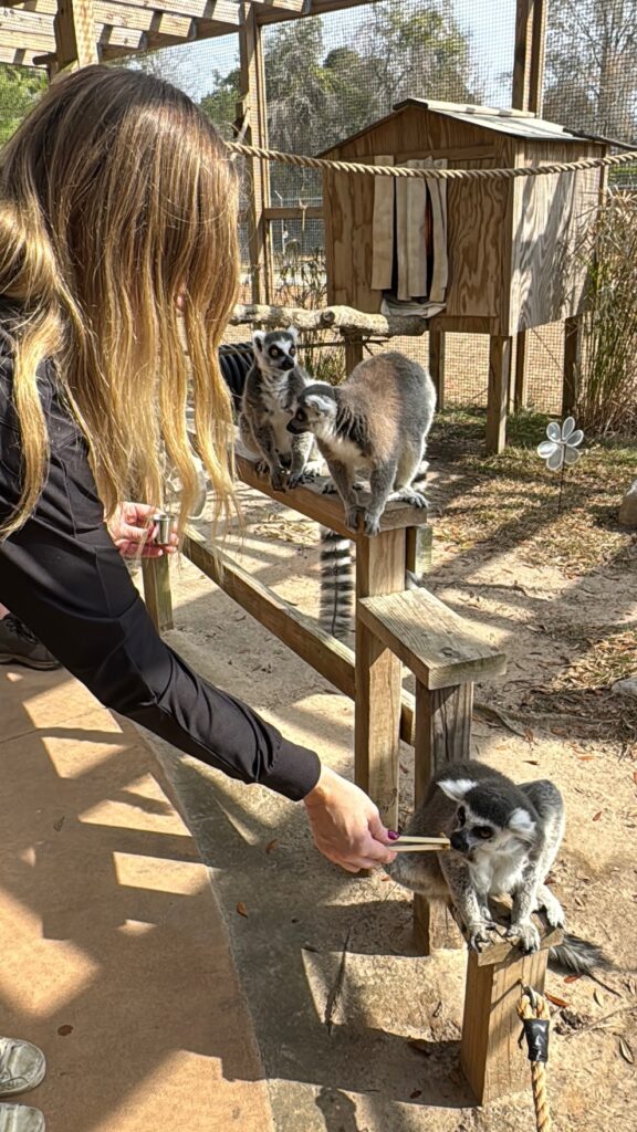 Feed the lemurs at the Alabama Gulf Coast Zoo