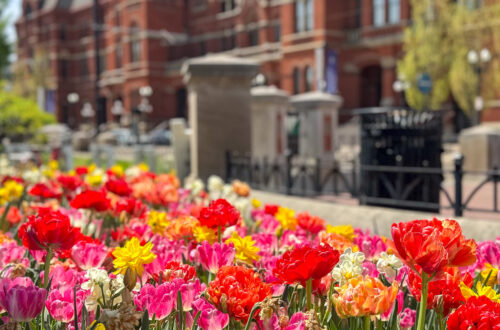 Spring Blooms in Cincinnati