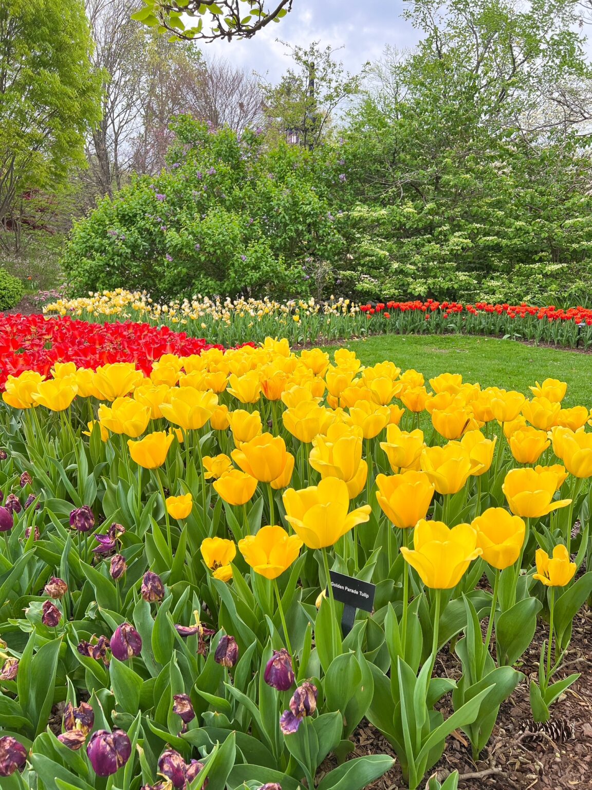 Big Bloom Spring The Cincy Bloom Quest: A Free Spring Adventure For Families