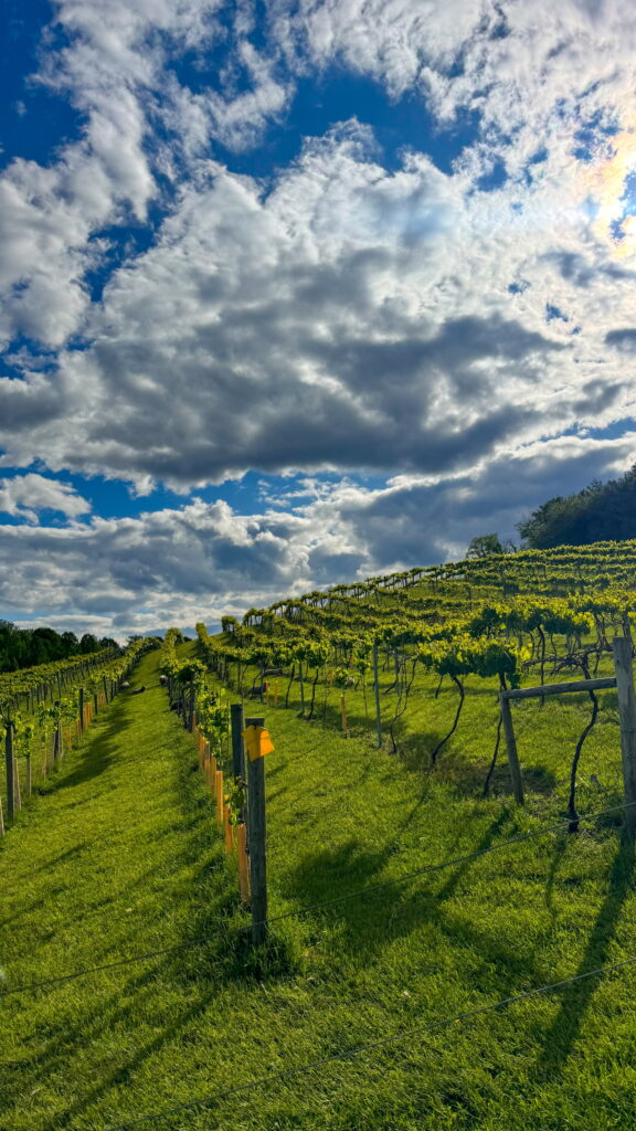 Le Petit Chevalier Vineyards 