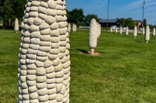 Field of Corn in Dublin OHio